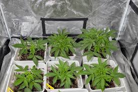 Exploring Weed Seeds West Virginia for Enthusiasts Exploring Weed Seeds West Virginia for Enthusiasts