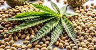 Exploring Weed Seeds West Virginia for Enthusiasts Exploring Weed Seeds West Virginia for Enthusiasts
