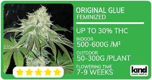 Exploring Weed Seeds West Virginia for Enthusiasts Exploring Weed Seeds West Virginia for Enthusiasts
